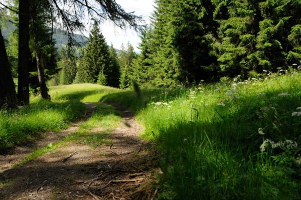Wandern rund um die Sattelbergalm – Yoga Retreat im Wipptal Idyllischer Wanderweg durch Wald und Almwiesen rund um die Sattelbergalm im Wipptal – Naturerlebnis beim Yoga-Wander-Retreat.